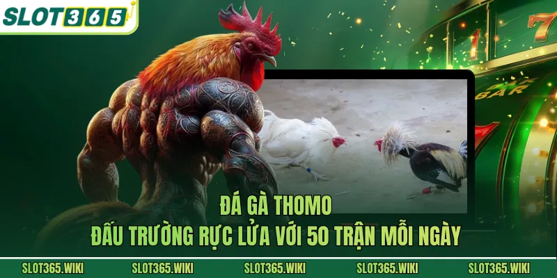 Đá Gà Thomo - Đấu Trường Rực Lửa Với 50 Trận Mỗi Ngày